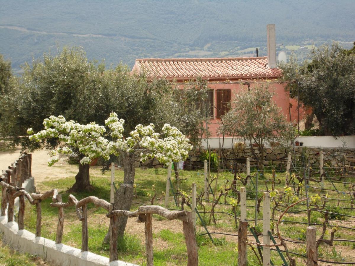 Villa L'Oleandro Oliena Zewnętrze zdjęcie